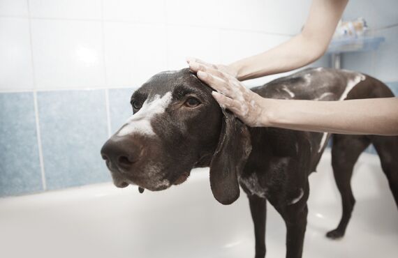 お風呂が大変な大型犬のケアをサポート | 高石のトリミングならgrooming salon  lächeln