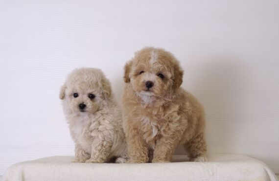 子犬の愛らしさを存分に引き立てたカット | 高石のトリミングならgrooming salon  lächeln