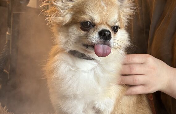 メディカルケアとドッグマッサージを | 高石のトリミングならgrooming salon  lächeln