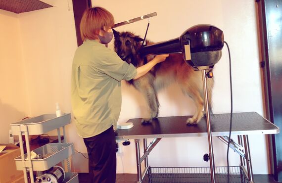 大型犬が心地いいドッグマッサージを提供 | 高石のトリミングならgrooming salon  lächeln