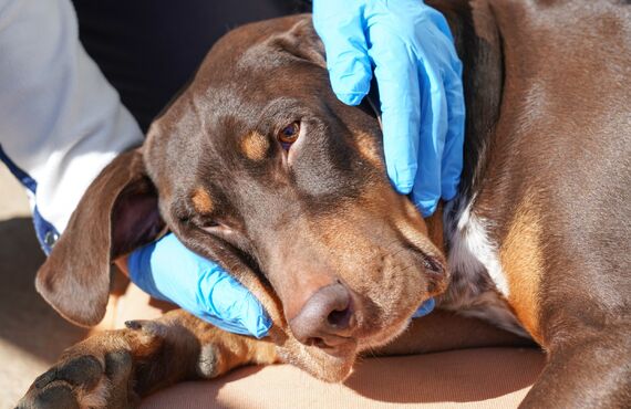 シニアになった愛犬にドッグマッサージ | 高石のトリミングならgrooming salon  lächeln