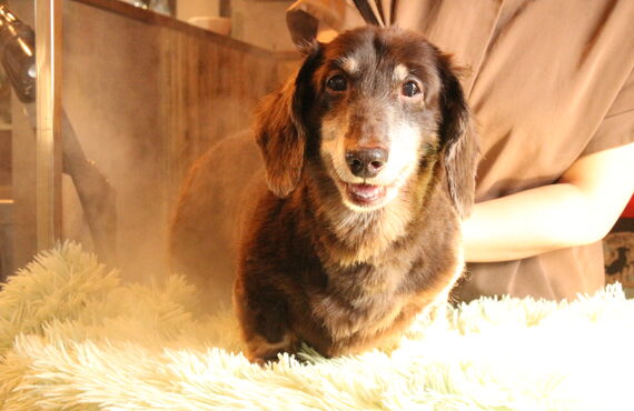 愛犬ちゃんの皮膚のお悩みに／高石市でトリミングサロンをお探しならlächelnへ