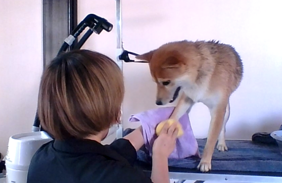 怖がりな愛犬ちゃんには無理はしません｜高石のトリミングならgroomingsalon lächeln